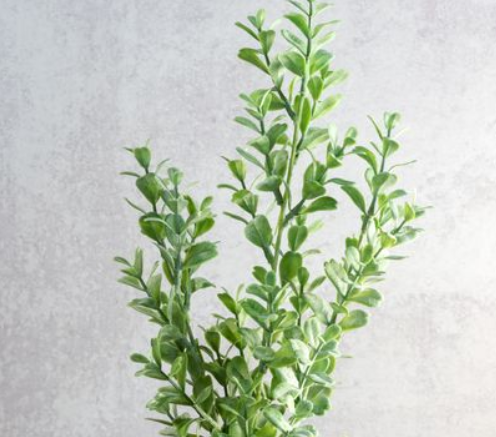 Eucalyptus Branch