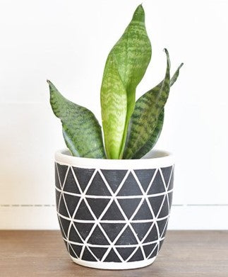 Diamond Stripe Pot